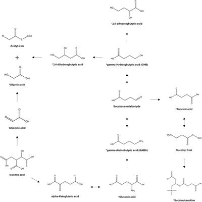 Urinary Profile of Endogenous Gamma-Hydroxybutyric Acid and its Biomarker Metabolites in Healthy Korean Females: Determination of Age-Dependent and Intra-Individual Variability and Identification of Metabolites Correlated With Gamma-Hydroxybutyric Acid